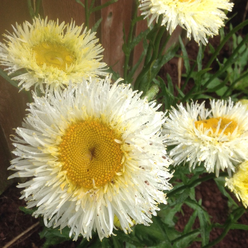 Plant image Leucanthemum x superbum 'Highland White Dream'