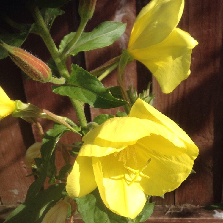 plant image 208890