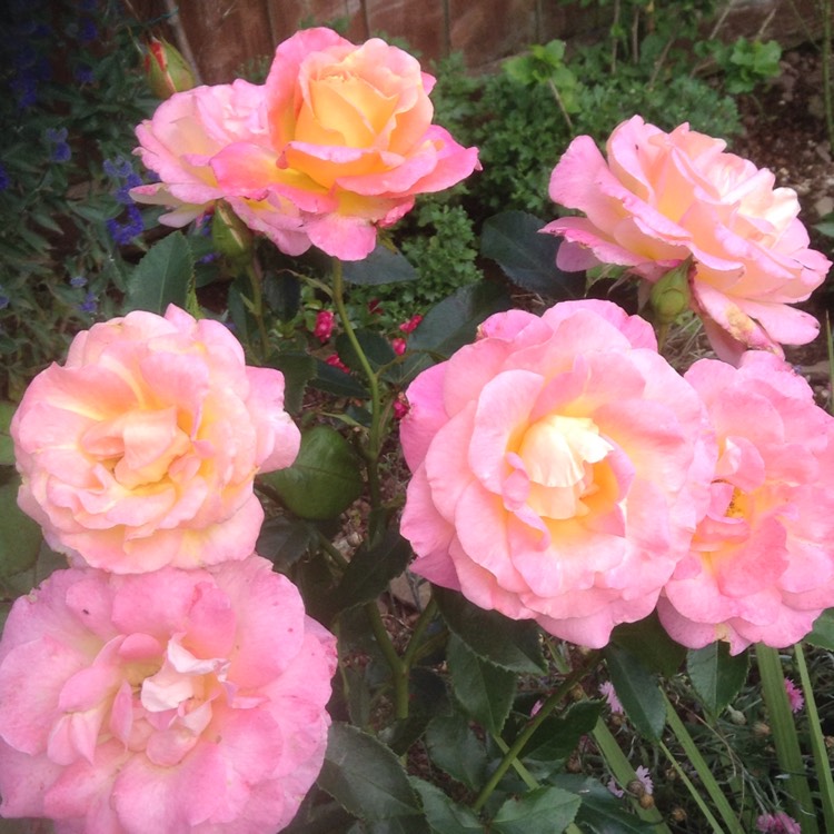 plant image 230060