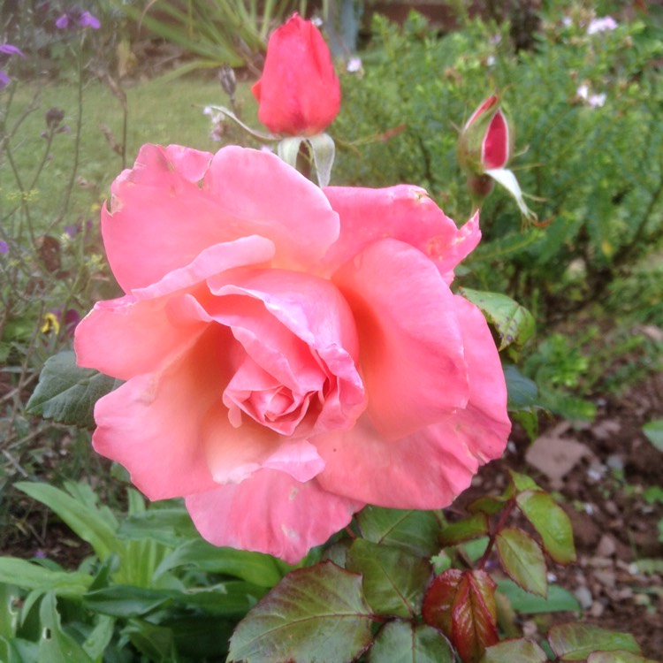 Plant image Rosa 'Inspiration' (W.I. Centenary Rose)