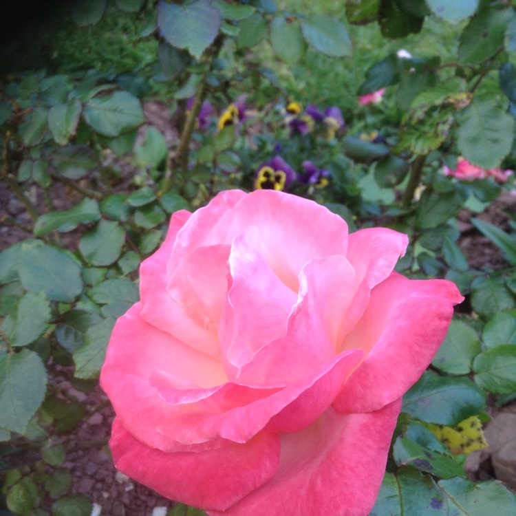 plant image 255684