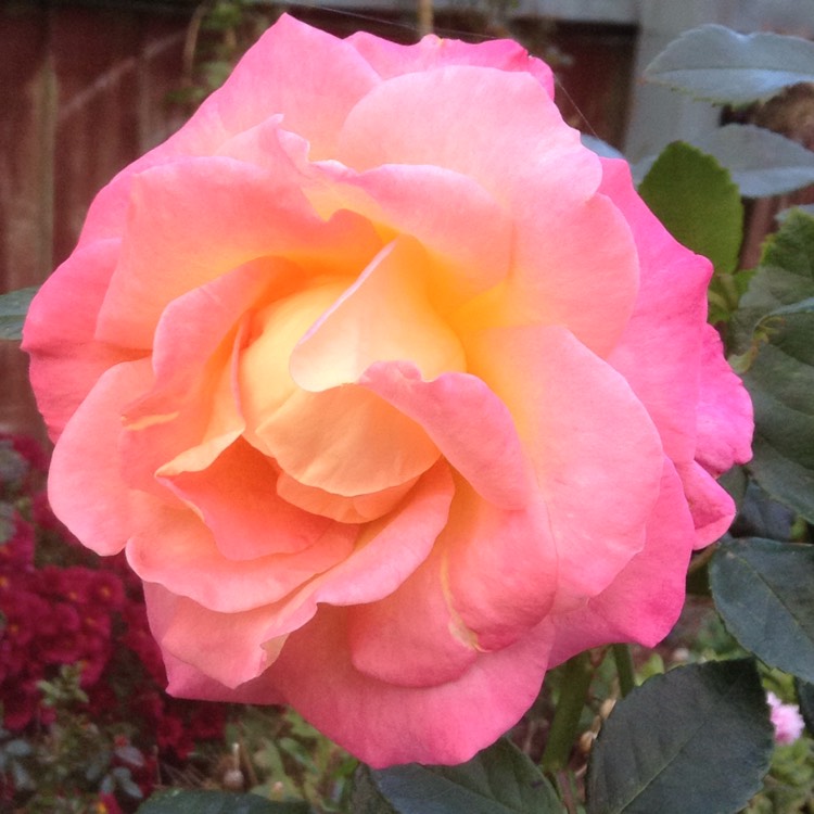 Plant image Rosa 'Happy Times'