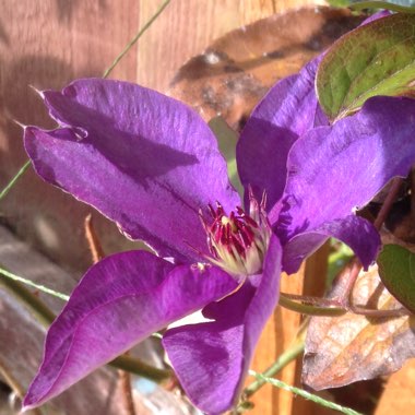Clematis