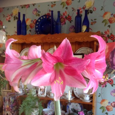Hippeastrum
