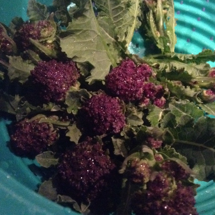 Plant image Brassica oleracea var. Italica Calabrese