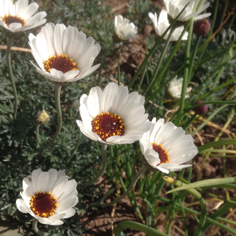 Plant image Rhodanthemum 'Casablanca' (Atlas Daisy Series)