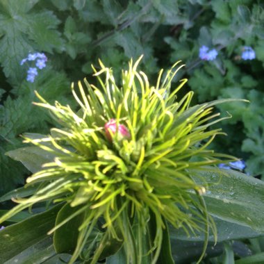 Sweet William