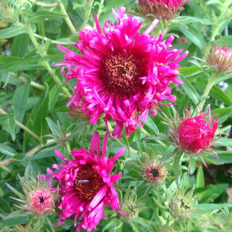 plant image 543830