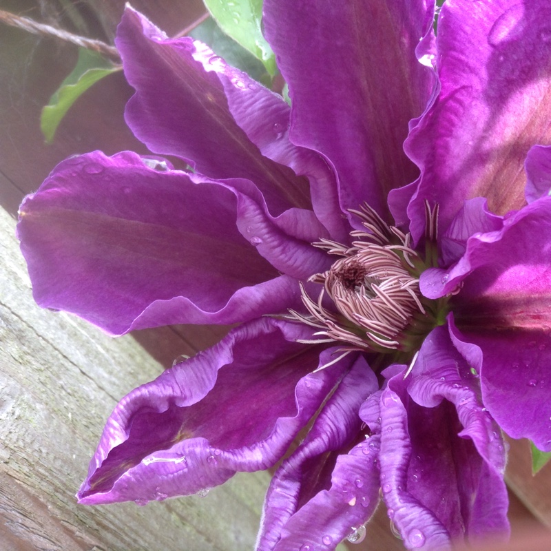 Clematis viticella 'The President'