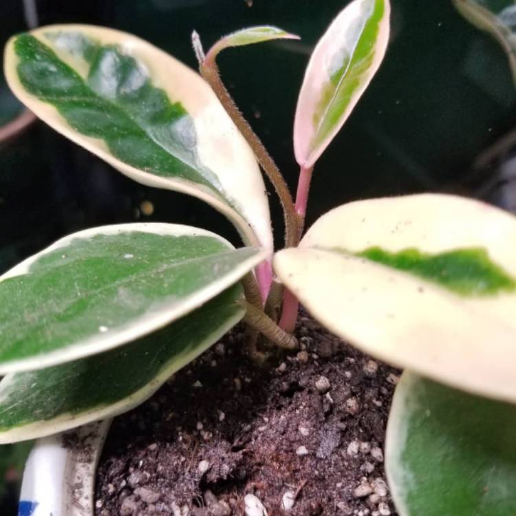 plant image 1070491