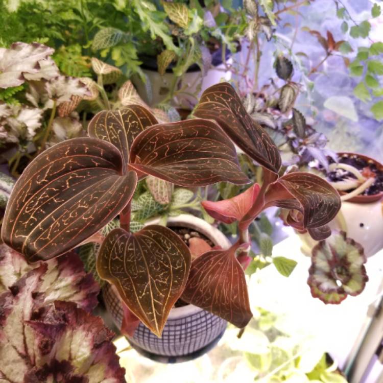 plant image 1379907