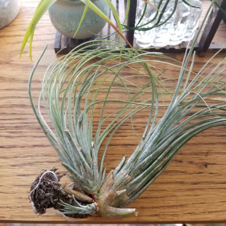 Plant image Tillandsia juncea
