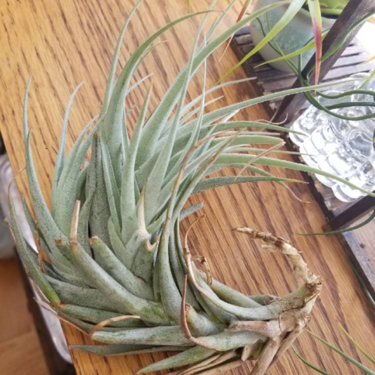 plant image 1380085