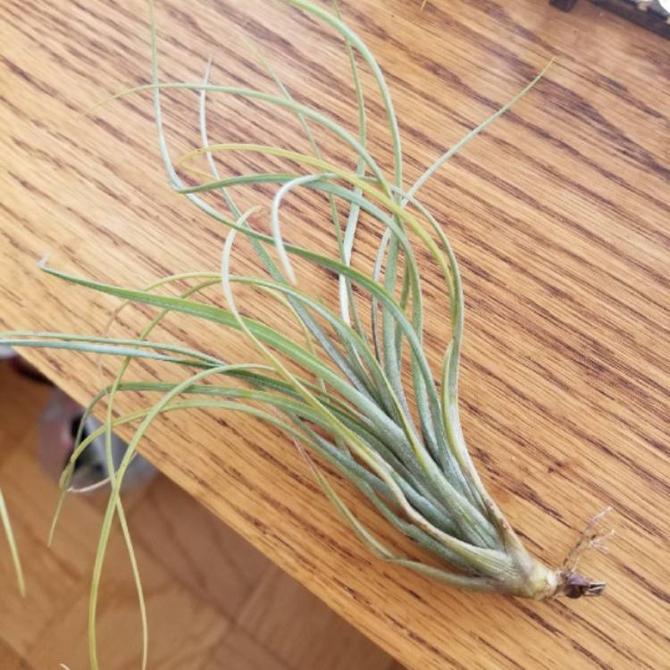 Plant image Tillandsia juncea
