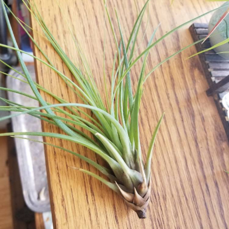Plant image Tillandsia tricolor var. melanocrater