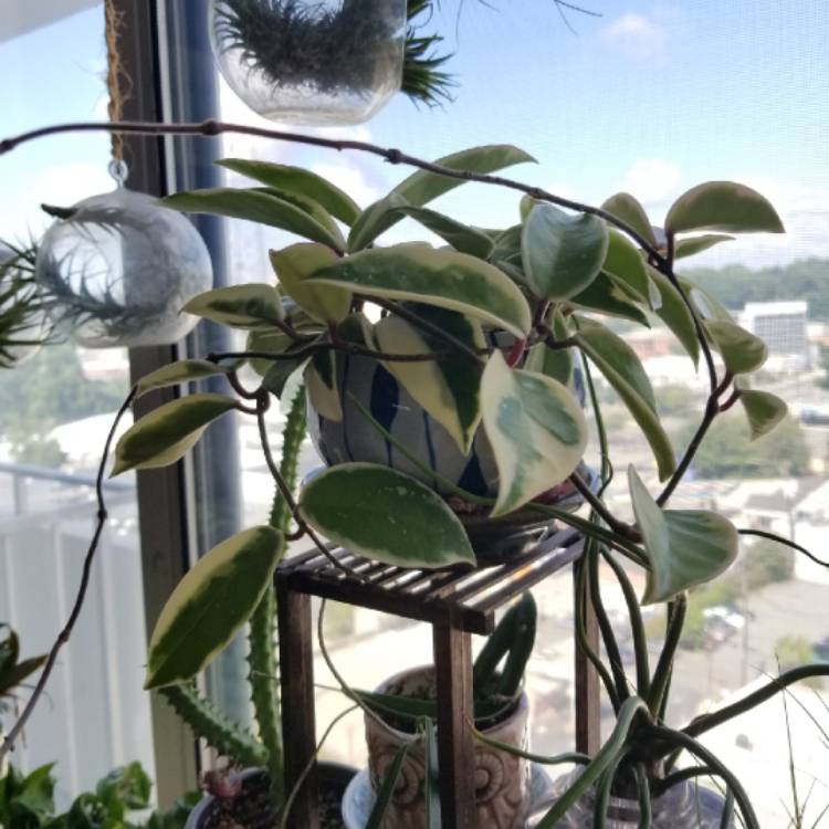 plant image 1380101