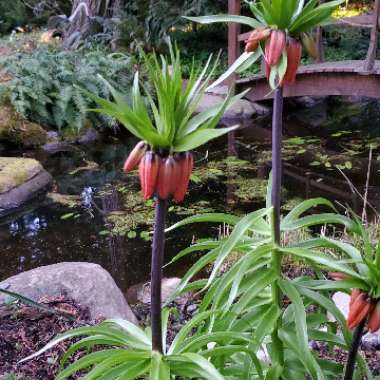 Fritillaria imperialis
