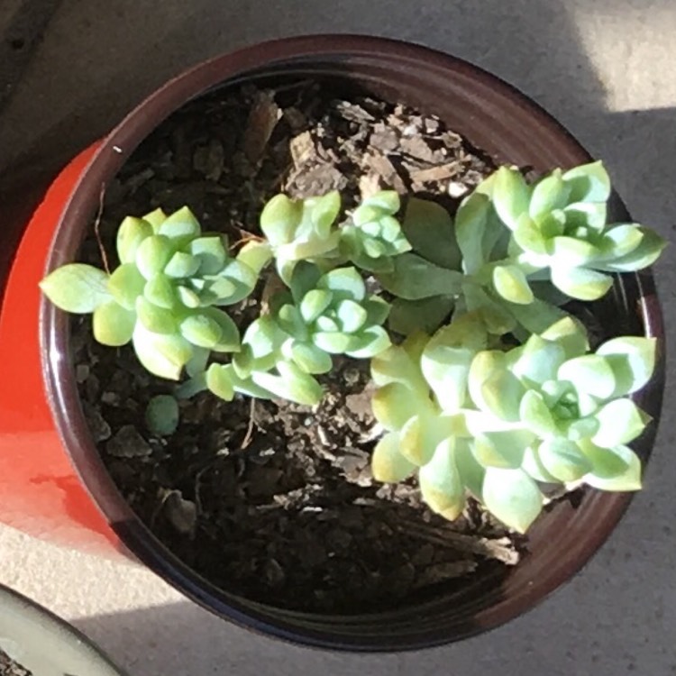 plant image 651986