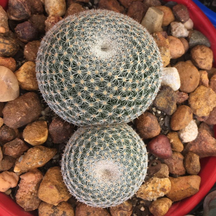 Plant image Mammillaria matudae