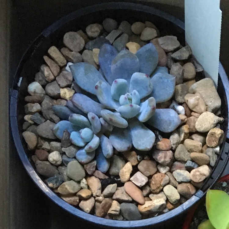 plant image 702273
