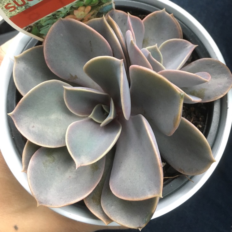 plant image 713775 plant image 713775