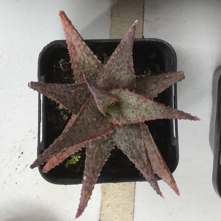 Plant image Aloe 'Bright Star'