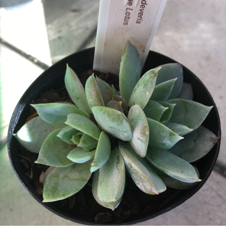Plant image xSedeveria Blue Lotus
