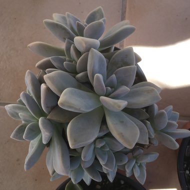 Graptopetalum Murasaki