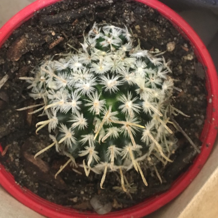 plant image 788159