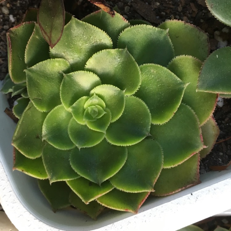 Plant image Aeonium Canariensis Giant Velvet Rose