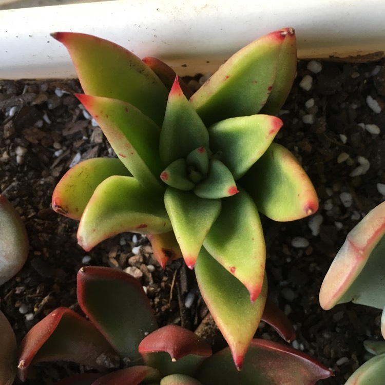 Plant image Echeveria Martin