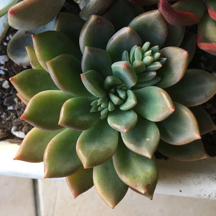 Plant image xGraptoveria Rapeco