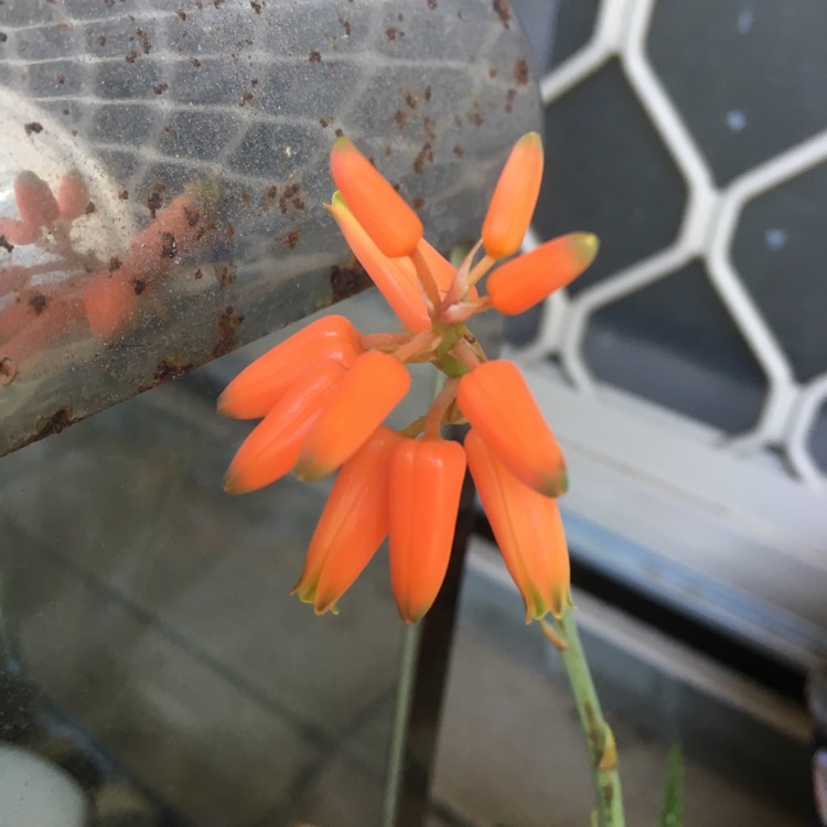 Plant image Aloe hybrid 'Firebird'