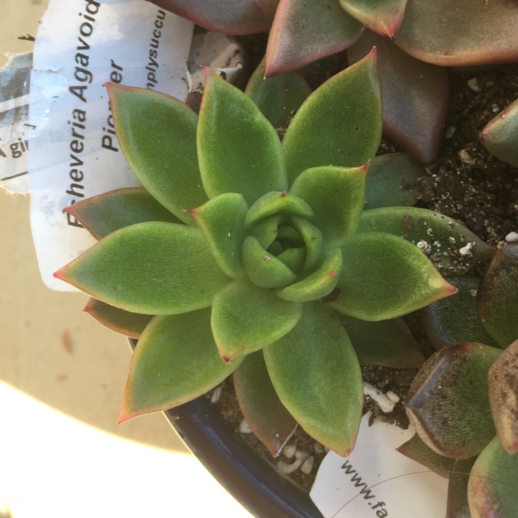 Plant image Echeveria Agavoides Pioneer