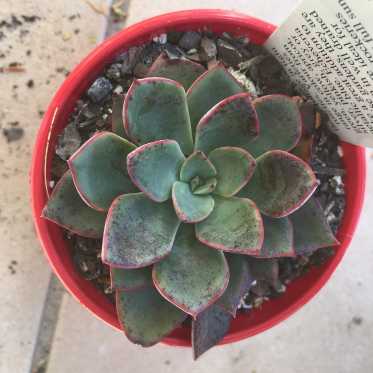plant image 820001