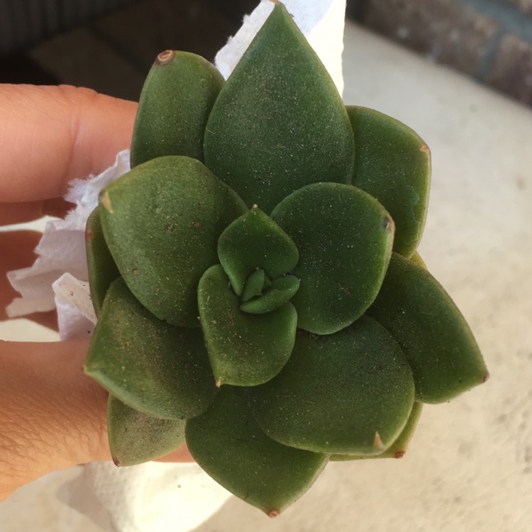 Plant image Echeveria Green Star