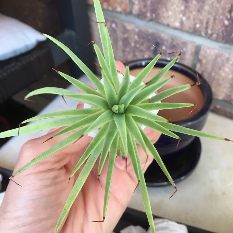 Plant image Agave Stricta Nana
