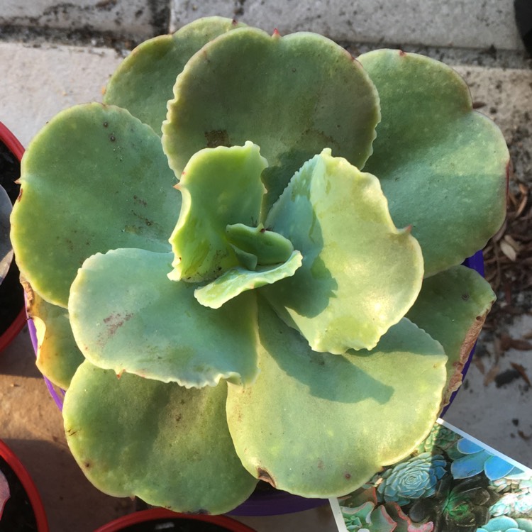Plant image Echeveria Blondie