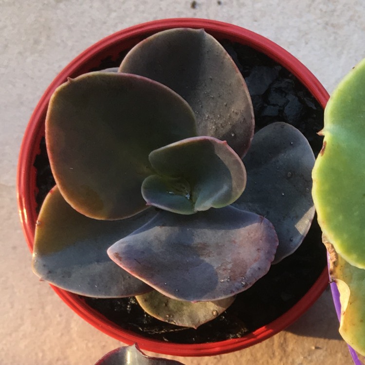 Plant image Echeveria Gingerbread