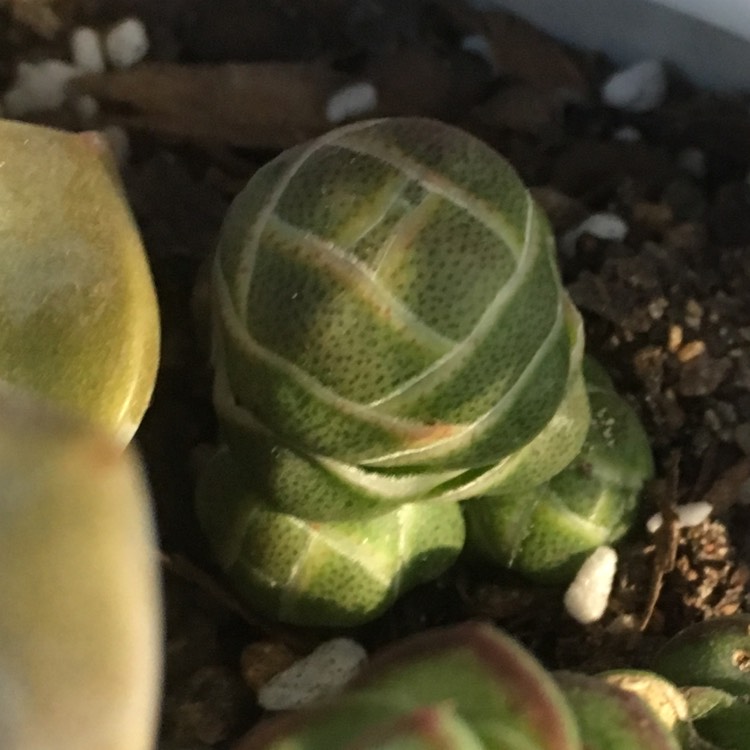 Plant image Crassula 'barklyi'