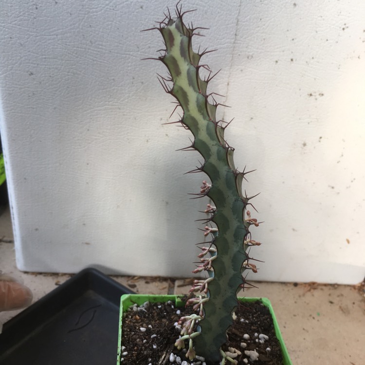 Plant image Euphorbia Greenwayi