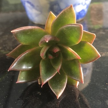 Echeveria