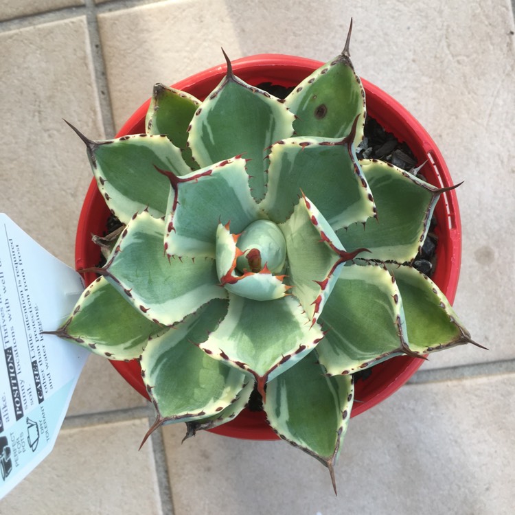Plant image Agave 'Kissho Kan'