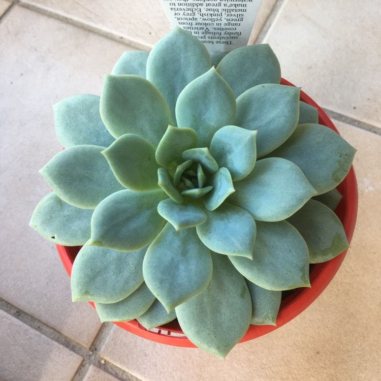Plant image Echeveria Derlu
