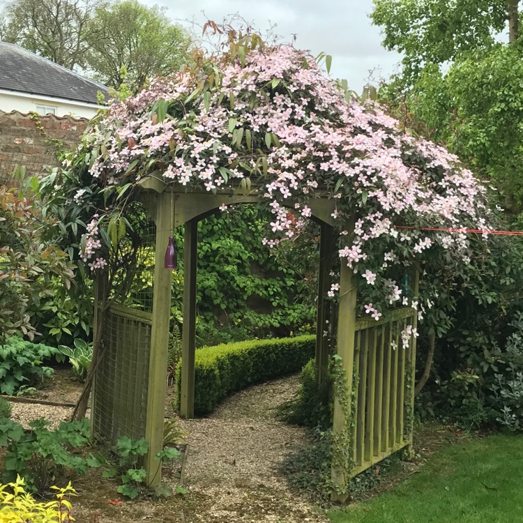 plant image 390802