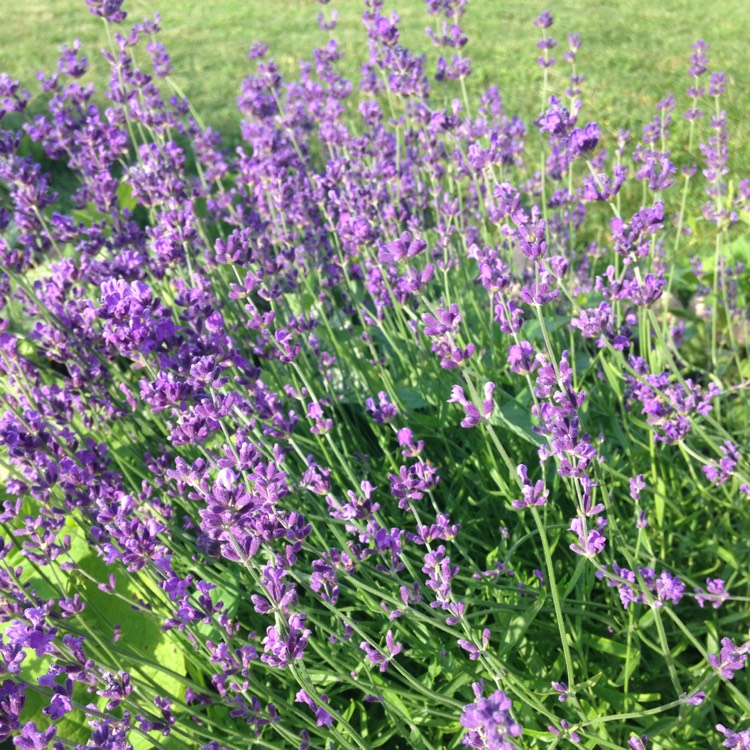 plant image 488940 plant image 488940
