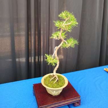 Bonsai