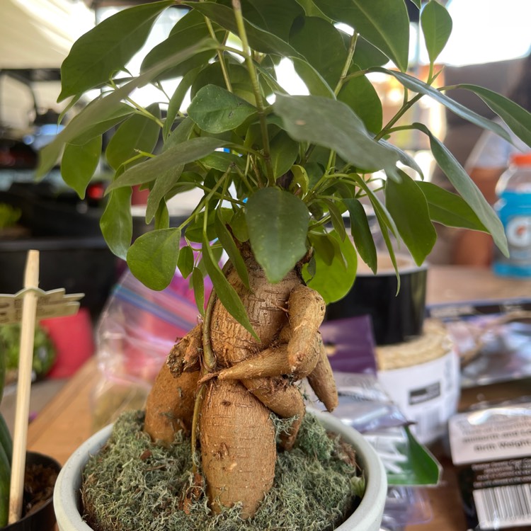 plant image 1619792
