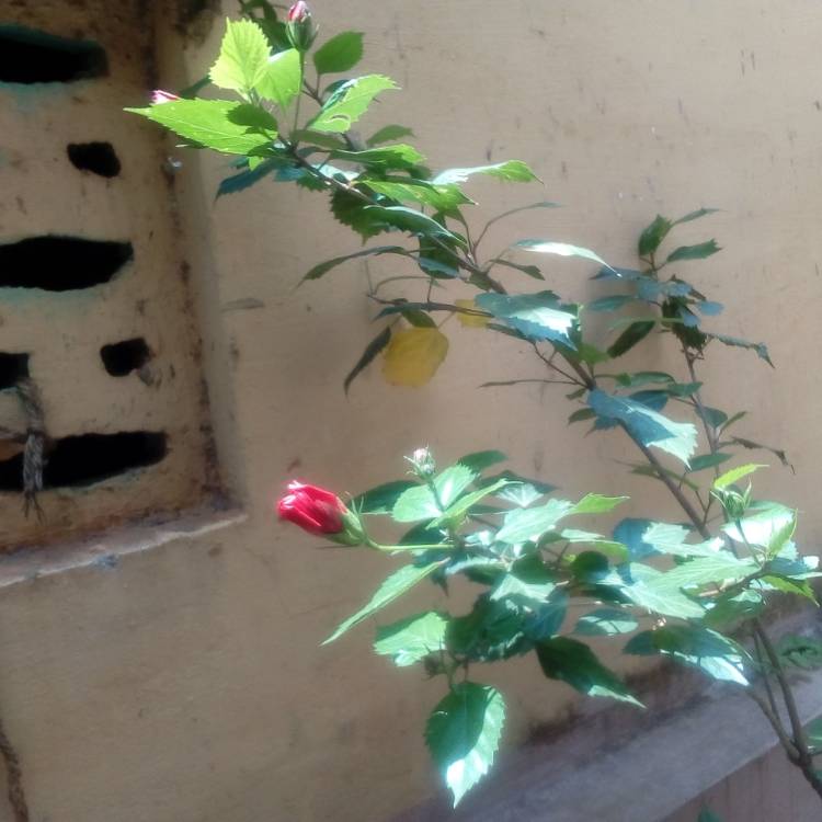 plant image 1000150