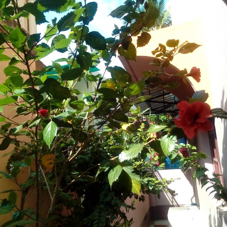 plant image 1004606